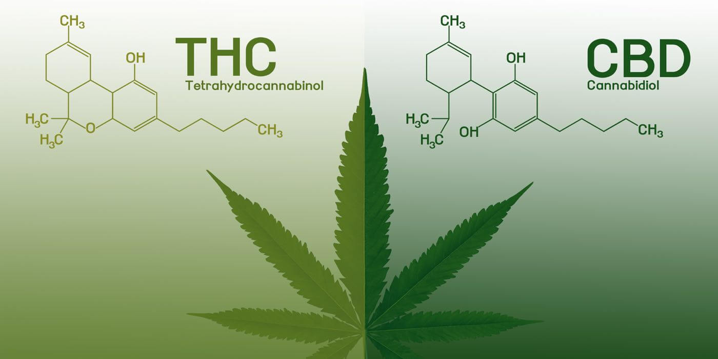 was-ist-cbd-cannabidiol-gesundheitszentrale